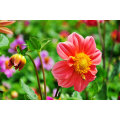 Asian garden indoesnisa Garden dahlia seeds flower seeds for growing